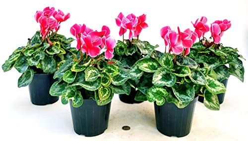 POWERS TO FLOWERS - CICLAMINO A FIORE GRANDE ROSA SALMONE, CICLAMINO DA BALCONE, 5 PIANTE, VASO 14CM Diametro, piante vere