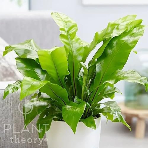 Plant Theory 20cm Asplenium Nidus Birds Nest Fern Houseplant Indoor Plant 12cm Pot