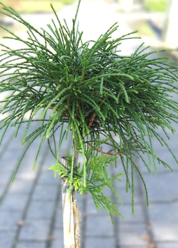 Faden Lebensbaum Thuja plicata Whipcord Hochstamm immergrün 50-60 cm