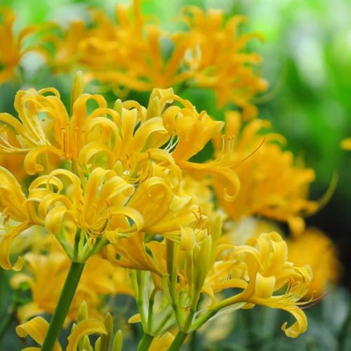 lirio araña, lirios araña, lycoris - silvestres en el balcón lirio, Lycoris radiata de interior suministros de jardinería Decoración sala estar Cultivar 2bulbos
