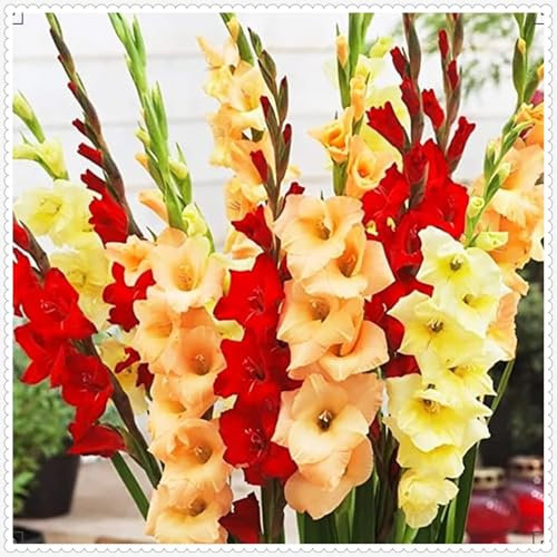Gladiolus Bulbs Beautiful Now Mixed Garden Crop for Planting Now UK Strong Plants That Grow Well Mix Golden Jade Carving Feels -5 Bulbs-d