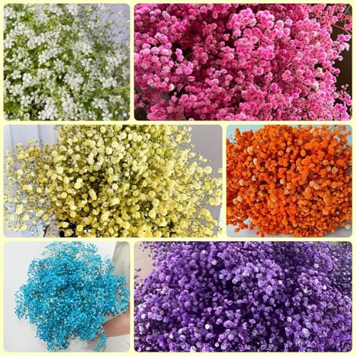 Schleierkraut - bio garten Gypsophila Paniculata - gartenpflanzen stauden winterhart mehrjährig geschenke für gartenliebhaber 500Samen