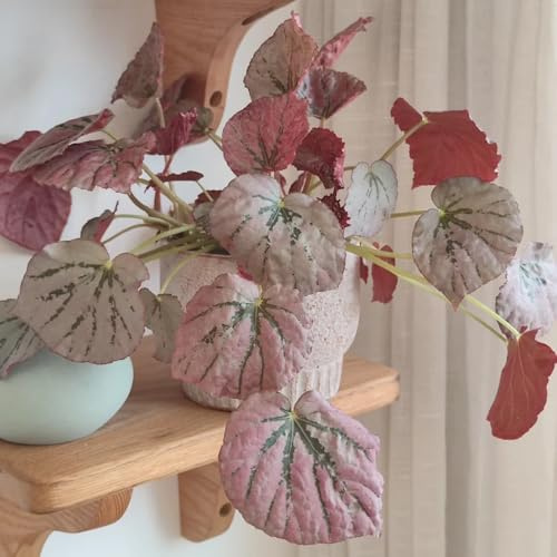 semillas de begonia lugares soleados Begonia trucha resistentes decoración decorativas de oficina invernaderos balcón jardineros 150pcs
