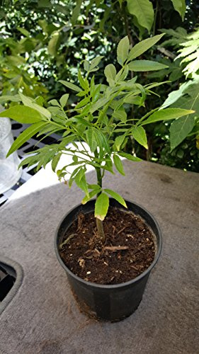 9EzTropical - June Plum Tropial Fruit Trees - 1 Plant - 1 to 2 Tall - Ship in 6 Pot