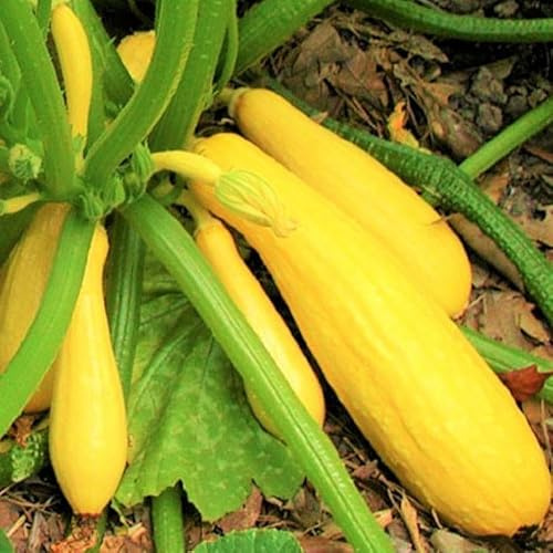 TomorrowSeeds - Yellow Straightneck Squash Seeds - 600+ Count - for 2026 Planting Straight Neck Golden Courgette Crookneck Zucchini Vegetable Fresh Grow Your Own Home Farm Patio Healthy Sustainable
