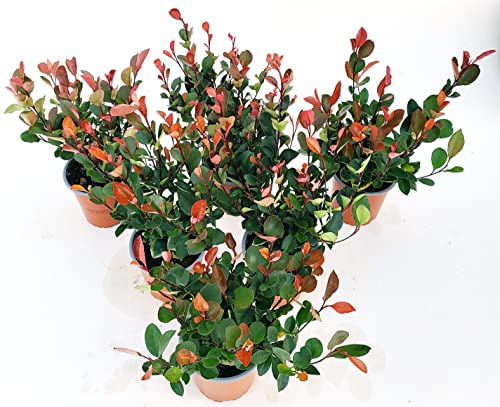 POWERS TO FLOWERS - PHOTINIA LITTLE RED ROBIN VASO 13 CM, 6 PIANTE, piante vere