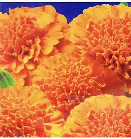 Buy4seeds 50x TAGETES ERECTA Marigold Tall Seeds Easy for Grow Garden