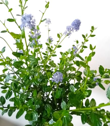 Ceanothus Impressus Victoria - Flor de sable (30-40 cm, resistente al agua)