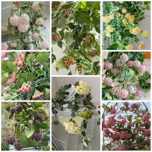 hoya - hängepflanze steingartenpflanzen winterhart hoyasamen ausgefallene geschenke, bodendecker winterhart mehrjährig gartendeko für draußen balkonpflanzen 200samen