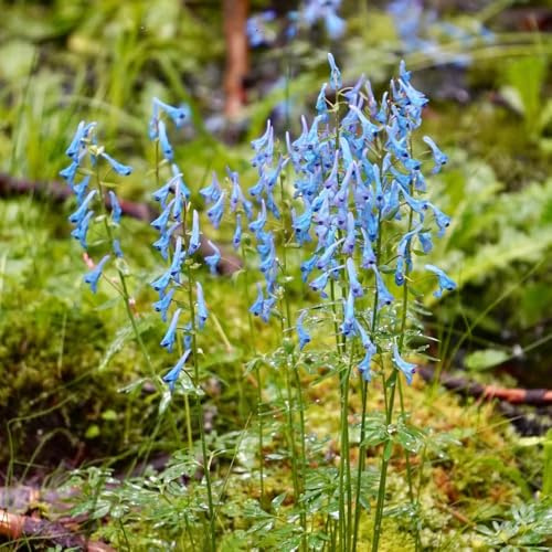 Delphinium - Arredamento del soggiorno con rialzata semi di delphinium semi di tappezzanti resistenti al freddo d'appartamento rare ombra 60semi