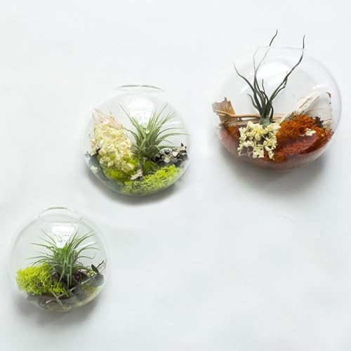 KULABO Terrarium-Wand-Pflanzgefäß, rund, hängende Wandvase, Pflanzgefäße für Sukkulenten, Blumentopf, Wand-Pflanzgefäße für Pflanzen, Sukkulenten, kleine Kakteen und mehr, Wanddekoration für Zuhause,