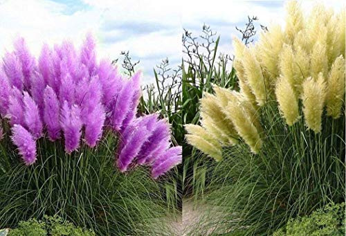 Big Set Frosthartes Amerikanisches Pampasgras Cortaderia Ziergras im Mix 10x rosa 10x weiß