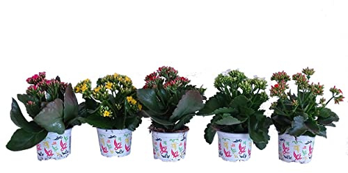 Kalanchoe Calandiva - Pack de 5 Plantas con Flor - Flores de Colores - Plantas Naturales