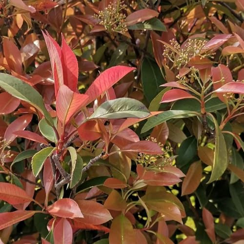 Photinia del petirrojo rojo semillas de exóticas bonsái de interior semillas jardín balcón con camas elevadas resistentes para jardines rocas silvestres 1000pcs