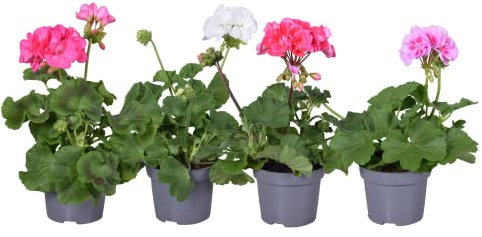 Geranio - Lote 4 Plantas - Flores de Colores - Plantas Naturales - Terraza y Jardín