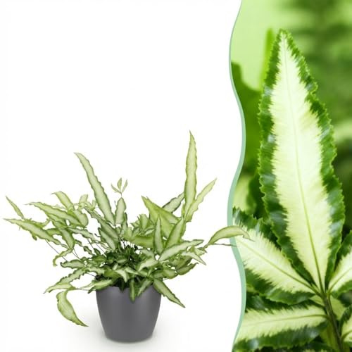 Pteris cretica Albolineata - Bandbräken - Husdjursvänlig växt - Grön - med Potter Grey - 20cm - Øter Grijs - Pot 12cm - Krukväxt - - Växt med kruka