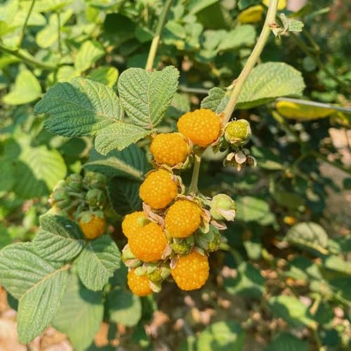 semi di lampone - esotiche resistenti biologici giardino interno perenni 250pcs