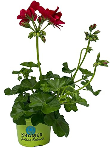 Gitanilla o Murciana Planta Natural de Flores Primaverales