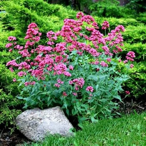 Buy4seeds RED Valerian - 120 Seeds - Centranthus Ruber - Bee Attractive Drought Tolerant