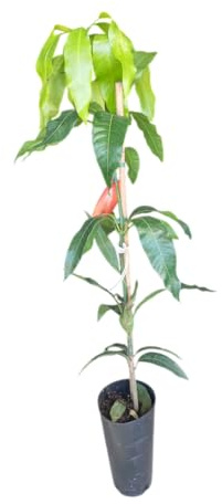 Árbol de Mango Injertado – 1,5m de Altura – Frutal Natural Listo para Plantar