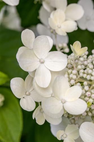 Hydrangea macrophylla 'Lanarth White' 30-40 cm – Winterhart, Mehrjährig, Pflegeleicht – Bauernhortensie – Zierstrauch für Garten & Kübel