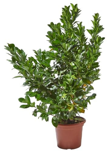 Verdecora Prunus Laurocerasus en maceta de 10L | Arbusto de Exterior con Follaje Denso y Brillante | Ideal para Setos, Bordes y Pantallas de Jardín