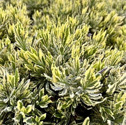 VIVAIO GARDEN FOREST Lavanda Variegata Dentata, Vaso 19 cm