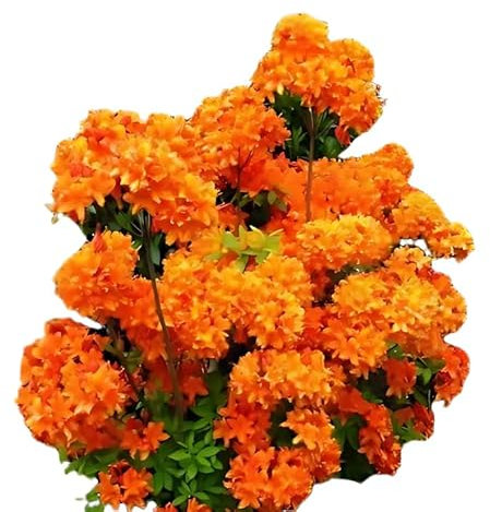 bronzegelb blühende Garten Azalee Rhododendron luteum Golden Eagle 40-50 cm hoch im 5 Liter Pflanzcontainer