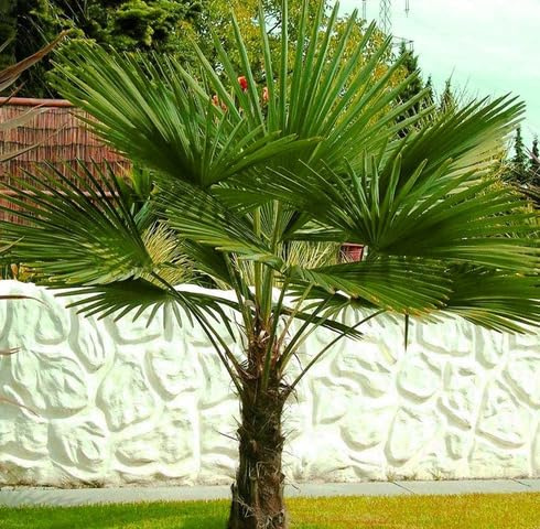15pcs Green Windmill Palm Tree Seeds