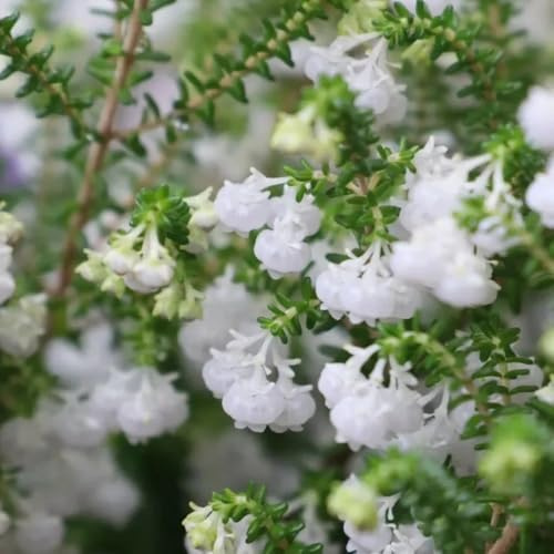 semillas de brezo - silvestres del balcón variedades antiguas, primavera resistentes, 75pcs