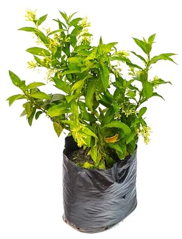 Galan de Noche Natural Perfecto para los Amantes de la Jardinería y la Decoración Exterior