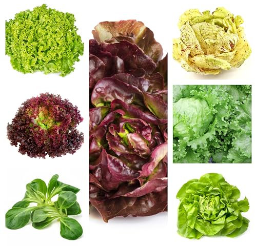 Salat Samen Set mit 7 verschiedene Sorten mit über 7000 Samen, für Garten, Balkon, Gewächshaus