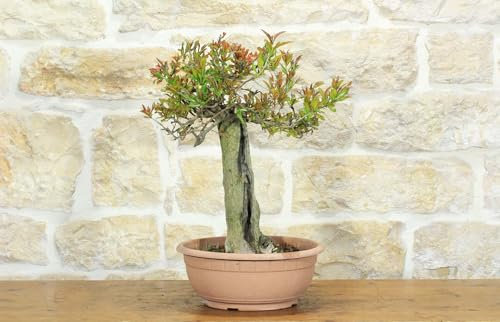 Pre bonsai di Melograno (2)