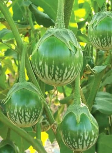 30PCS Round Thai Green Eggplant Seeds Solanum Melongena Thai Eggplant Seeds