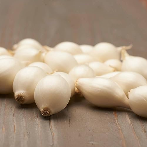 Oignon à Planter Snowball - 500 g Bulbes Oignons Blanc - Plantes Vivaces Exterieur - Plante Exterieur Jardin - 14-21 mm - Naturelle Plantes de Hollande (pas de graines, non artificielle)