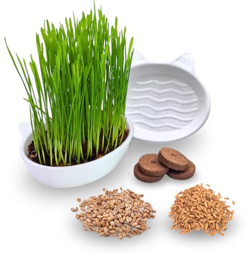Green Mageo 4er Set Katzengras Samen - Gras Anzuchtset für Katzen - Gras zum Fressen für die Katze - 4x Katzengrassamen Set - Katzengras für Balkon und Wohnung