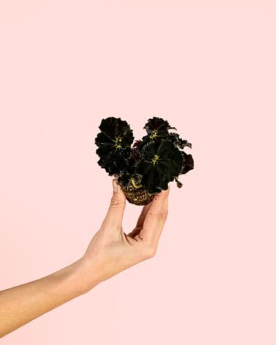 Begonia Rex Dark Mini | Plantas Naturales Interior | Pur Plant