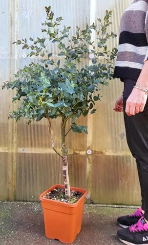 POWERS TO FLOWERS - EUCALYPTUS, EUCALIPTO XXL ALBERELLO, vaso 22x22 Altezza 120cm, pianta vera