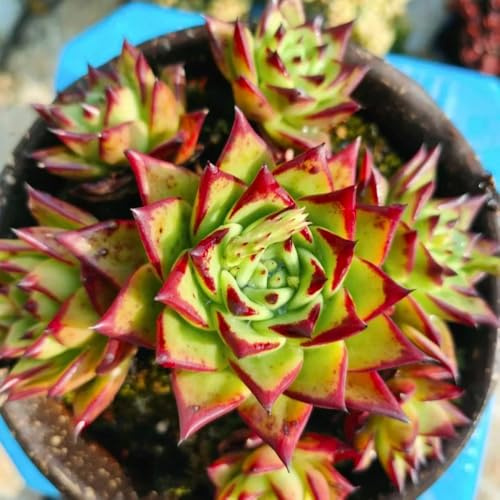semillas suculentas, semillas orgánicas de jardín de interior purificadoras de aire de interior 120pcs
