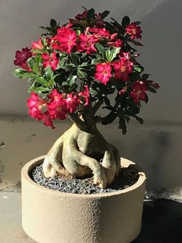 Bulbi di rosa del deserto， Adenium obesum mix colori-1 Bulbi
