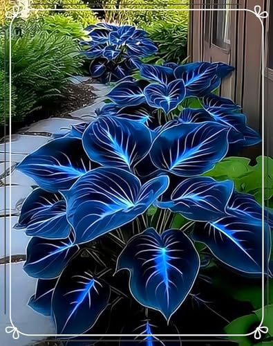 Ideale Wahl für Ihren Garten,Funkien winterhart Mehrjährig,Vielfarbigkeit,Garden Stakes,Midnight Blue Hostas Funkien Rhizome.-4rhizome-c