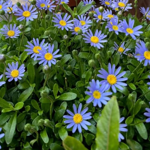 semi di margherita per di recisi decorazione margherite per aiuole rialzate primaverile, selvatici decorativi resistenti al balcone da giardino, 2000pcs
