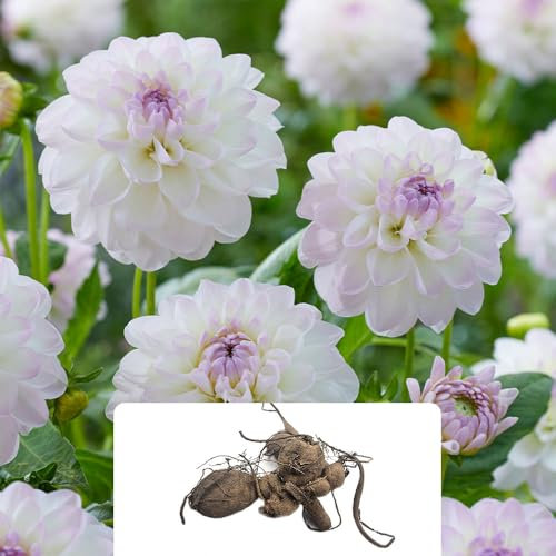 1 Dahlia Ball Eveline – Large, Stunning White Perennial Blooms – Perfect for UK Gardens – Grows Beautifully in UK Climate