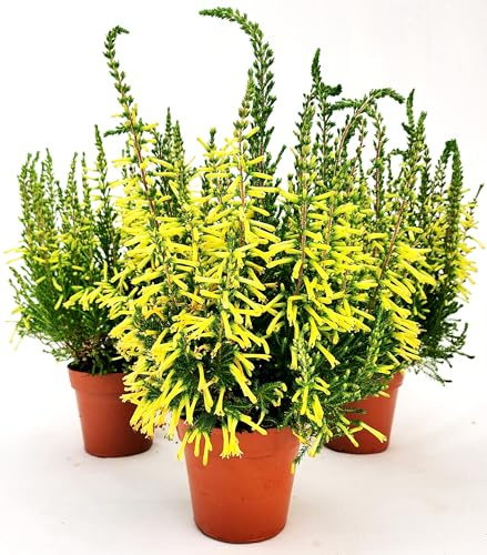 POWERS TO FLOWERS - ERICA GRACILIS GIALLA, 3 PIANTE, VASO 12CM DIAMETRO, piante vere