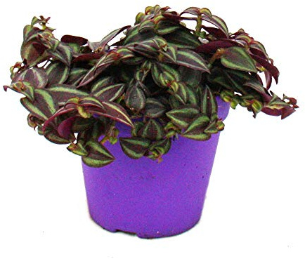 Exotenherz Tradescantia Purple Passion - Dreimasterblume mit lila Blättern - 12cm Topf
