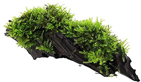 Aquarium Pflanze Vesicularia montagnei 'Christmas' Wasserpflanze auf Wurzel Nr.003A YWS Aquariumpflanze Wurzelstock Rhizom