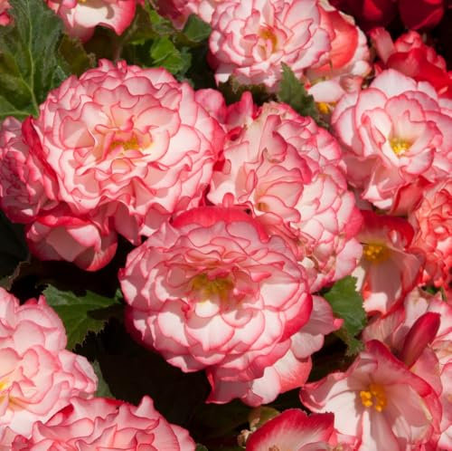 Begonia Nonstop Petticoat: Large Double Blooms in White with Deep Rose Picotee - Resilient & Versatile for Baskets, Window Boxes, & Pots - Low Maintenance - 6 Plug Plants by Thompson & Morgan