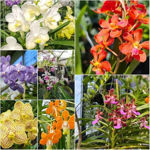 Semi di orchidea Vanda - letti elevati per giardino Orchidea Vanda reale - Serie di rare Semi estate per balcone decorativo 300pcs
