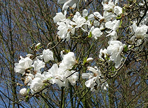 Baum-Magnolie Magnolia kobus Pflanze 25-30cm Kobushi-Magnolie Baummagnolie