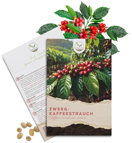 Kaffee Samen (Coffea arabica nana, 8 Korn) - Immergrüner Zwergkaffee Strauch mit wunderschönen Blüten für die Anzucht von eigenen Kaffeebohnen